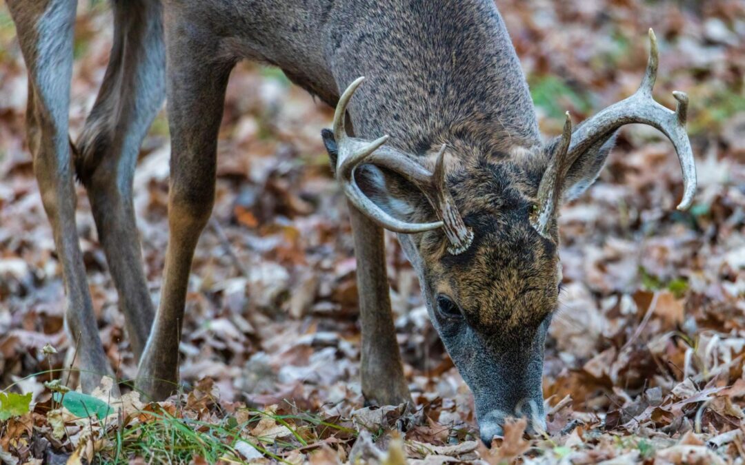 Signs that a Whitetail Deer Might be Sick: Recognizing Red Flags for Prompt Action
