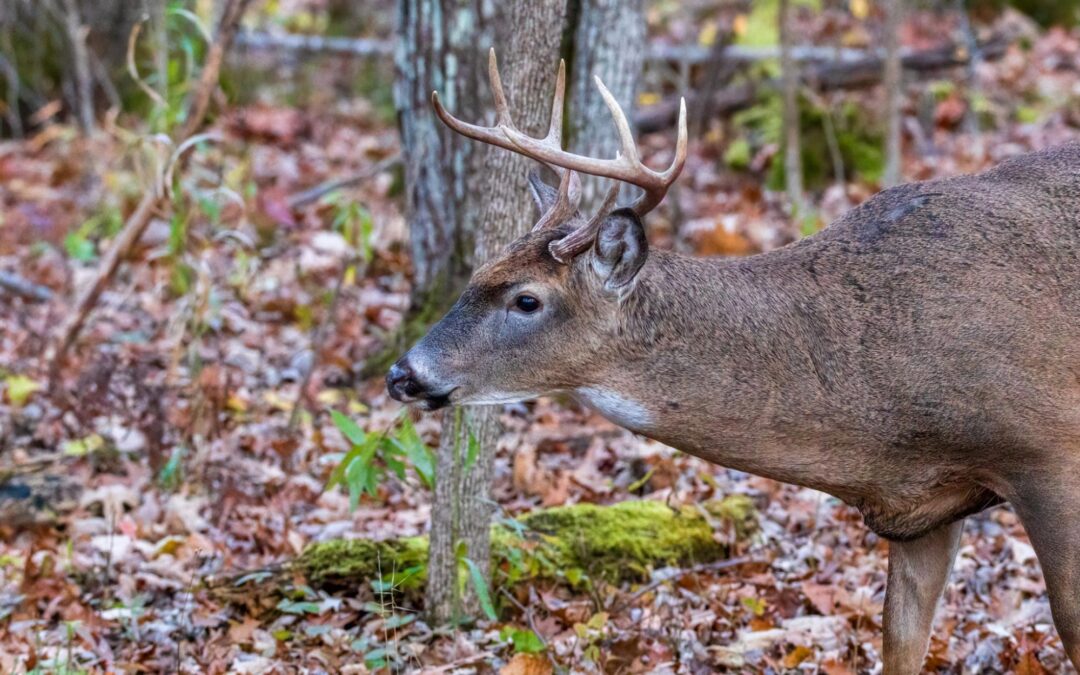 The Popularity of Whitetail Deer in Hunting Programs
