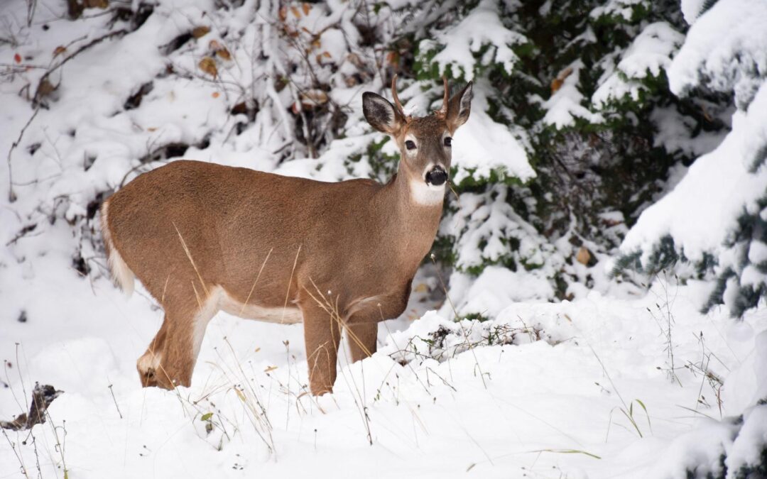 12 Important Facts About Whitetail Deer