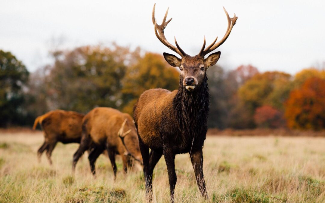 Tecate Creek Ranch’s Guide to Breeding Trophy Bucks in Texas