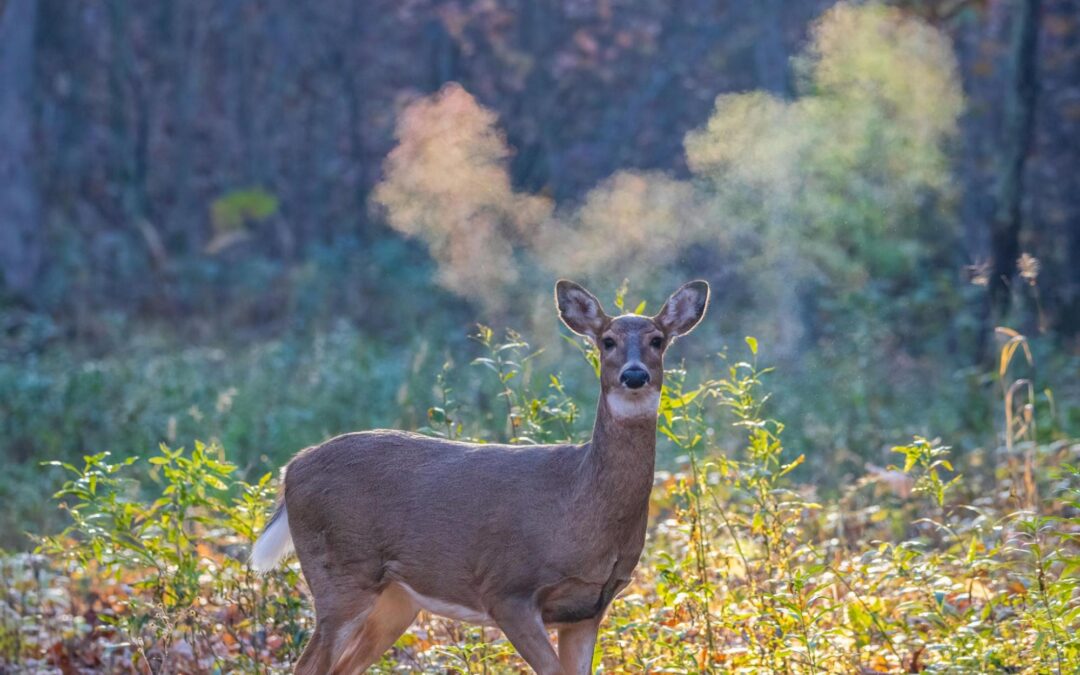 8 Qualities of the Best Whitetail Deer Breeders