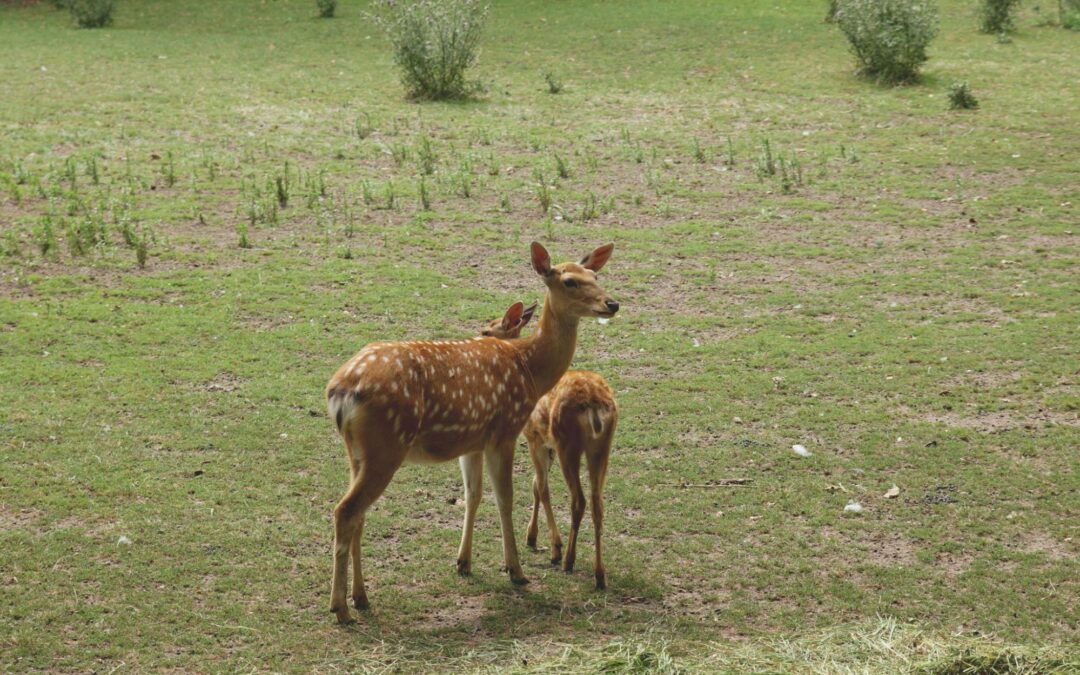 Nurturing the Future: Best Practices for Whitetail Deer Fawn Care